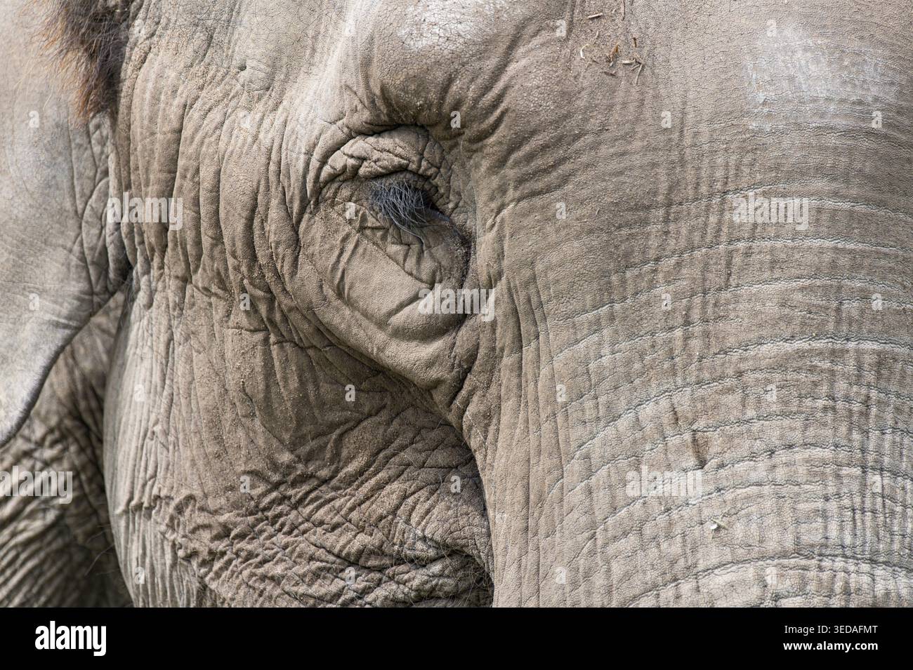Zoologia, elefante da primo piano con occhi e viso, pelle di elefante rugosa e rugosa, occhio di elefante con sopracciglia, faccia di elefante vecchio con nubile e larg Foto Stock