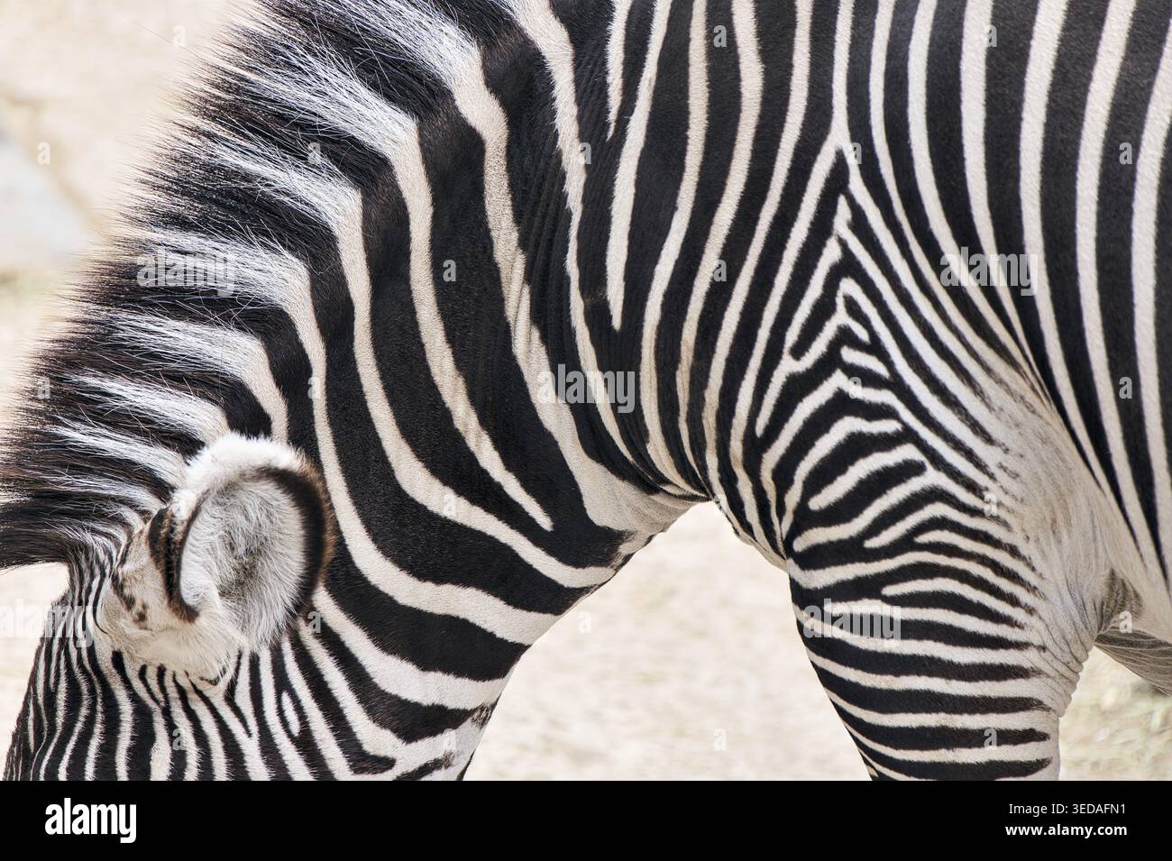 Zoologia, strisce zebrate sul collo e sulla spalla, strisce zebrate bianche e nere, capelli zebrati bianchi e neri, orecchie zebrate bianche e nere, estratto di un Foto Stock