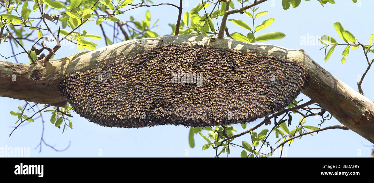 Api mellifere giganti indiane, Apis dorsata dorsata, che producono onde trasversali sul nido d'ape completamente sospeso, il Parco Nazionale di Bandhavgarh, Madhya Foto Stock
