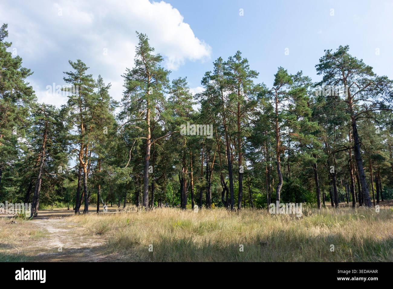 Sentiero nella foresta di Kiev m. Lisova Foto Stock