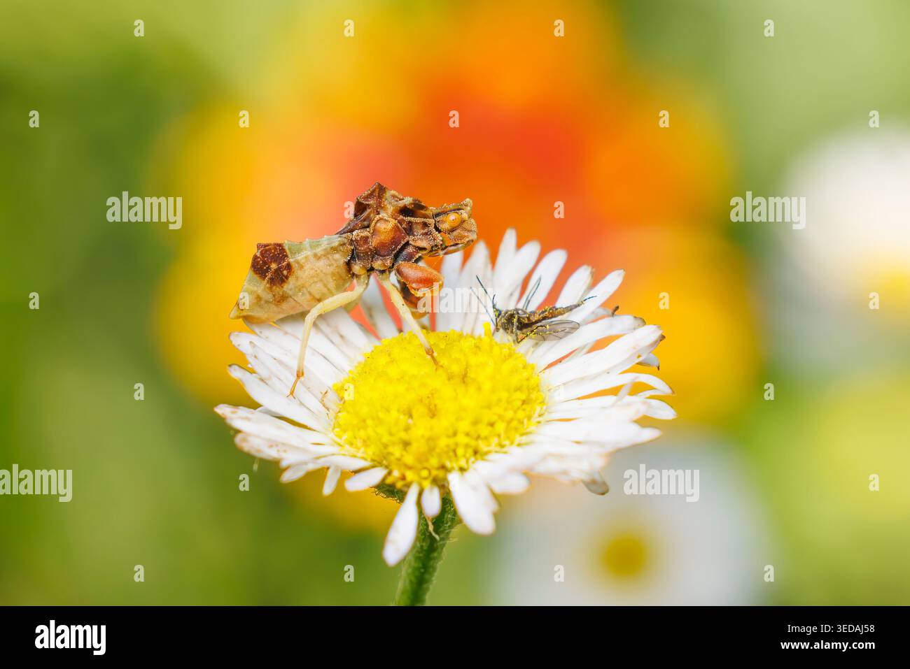 Phymata fasciata, un insetto di agguato (Phymatinae) Foto Stock