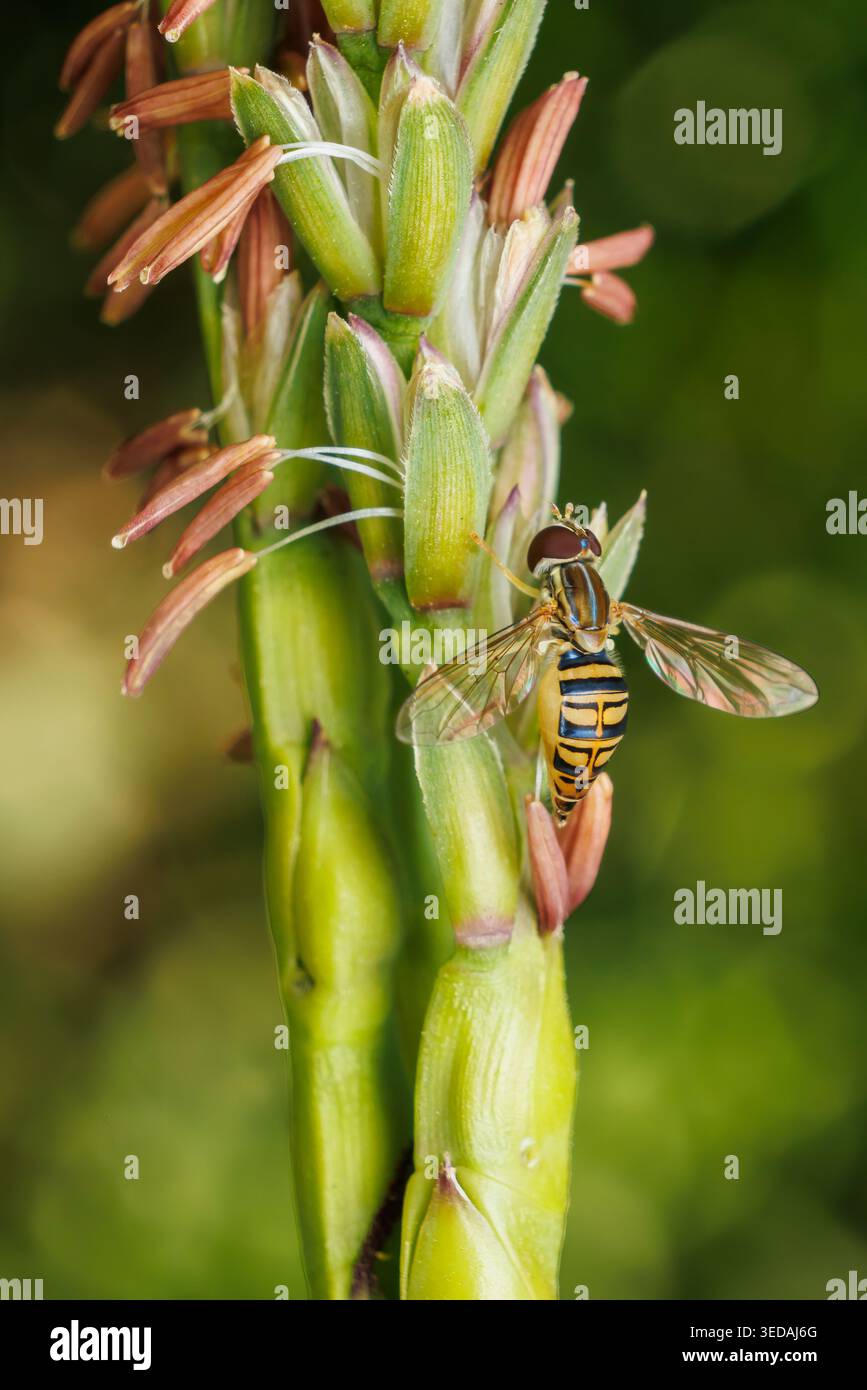 Una calligrafa di mais (Toxomerus politus) femmina che dedica uova sul Gamagrass orientale (Tripsacum dactyloides) Foto Stock