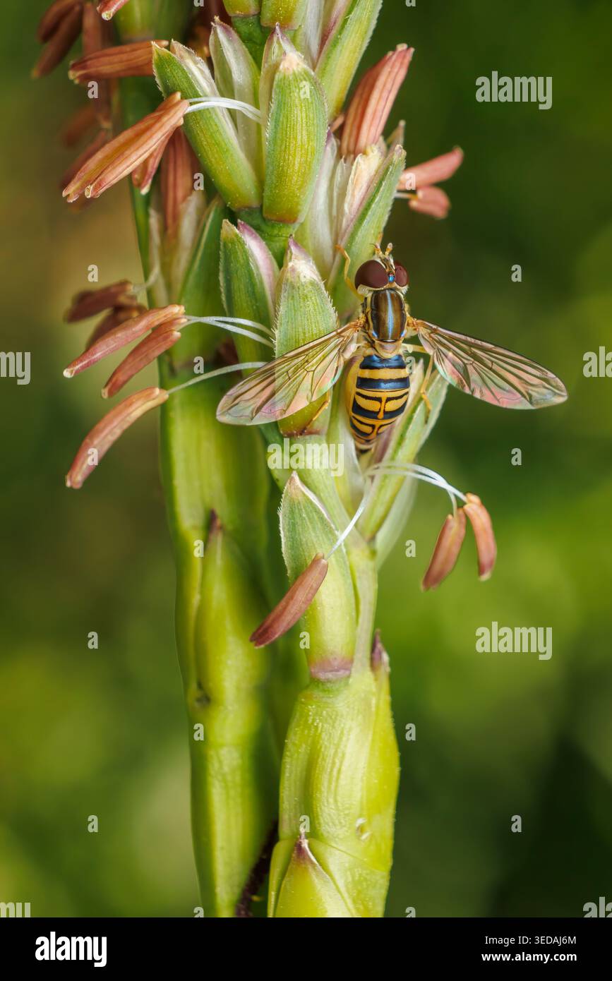 Una calligrafa di mais (Toxomerus politus) femmina che dedica uova sul Gamagrass orientale (Tripsacum dactyloides) Foto Stock