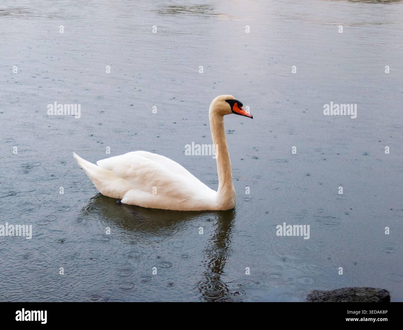 Il cigno snello è il nuoto di un paesaggio naturale selvaggio Foto Stock