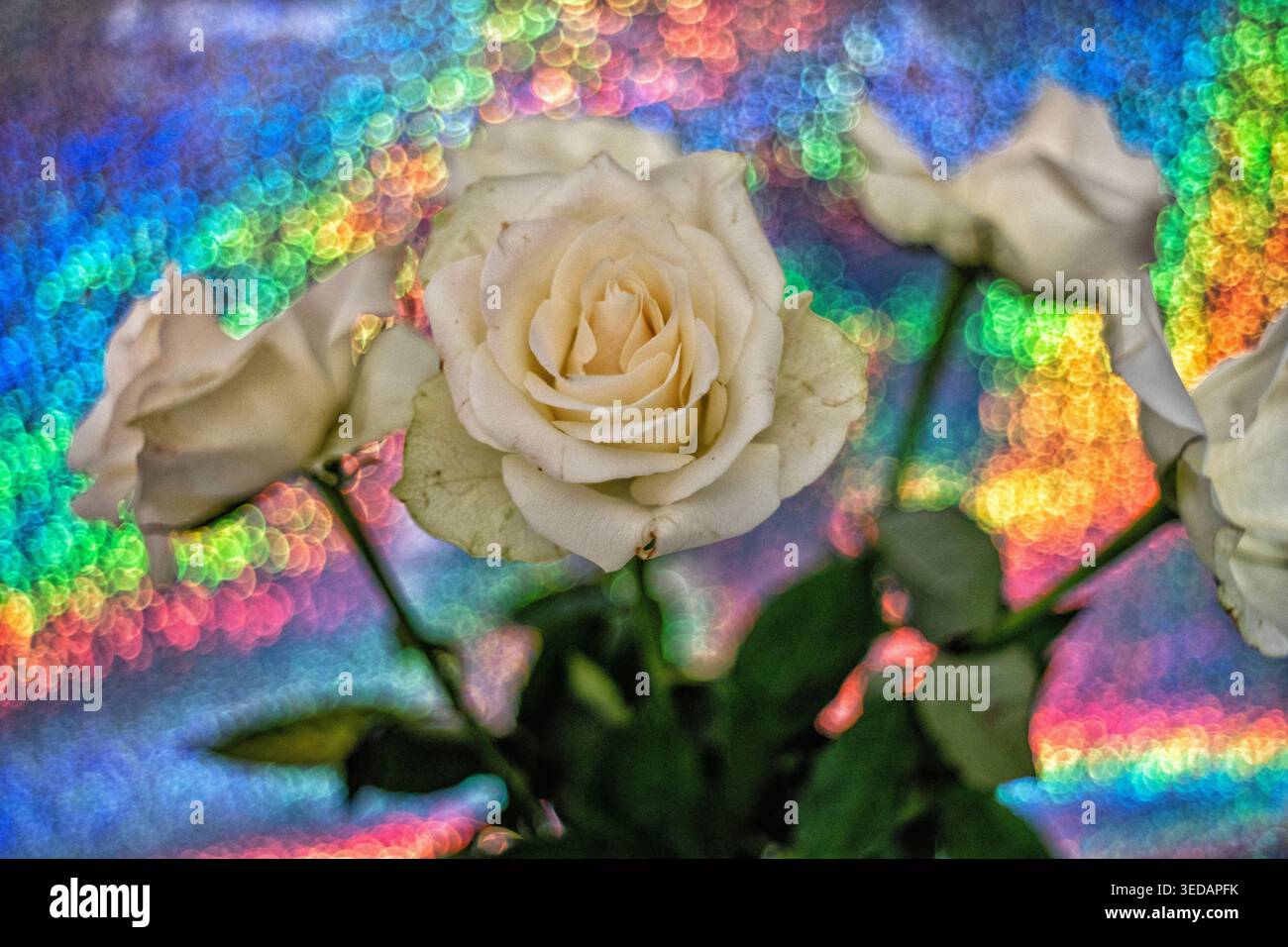 Bolle bianche rosa su fiori e sfondi Foto Stock