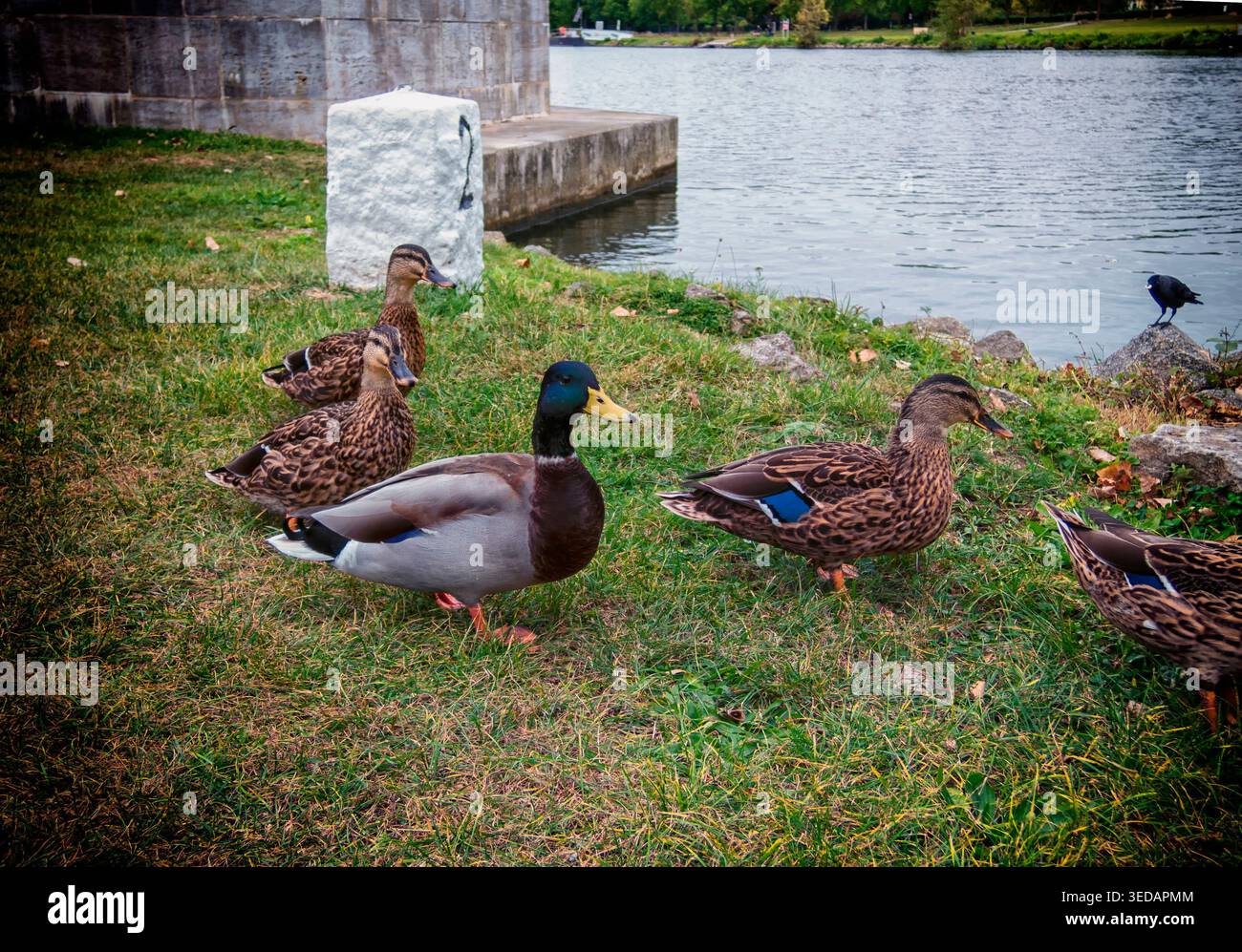 Paesaggio estivo di anatre e corvi selvatici Foto Stock