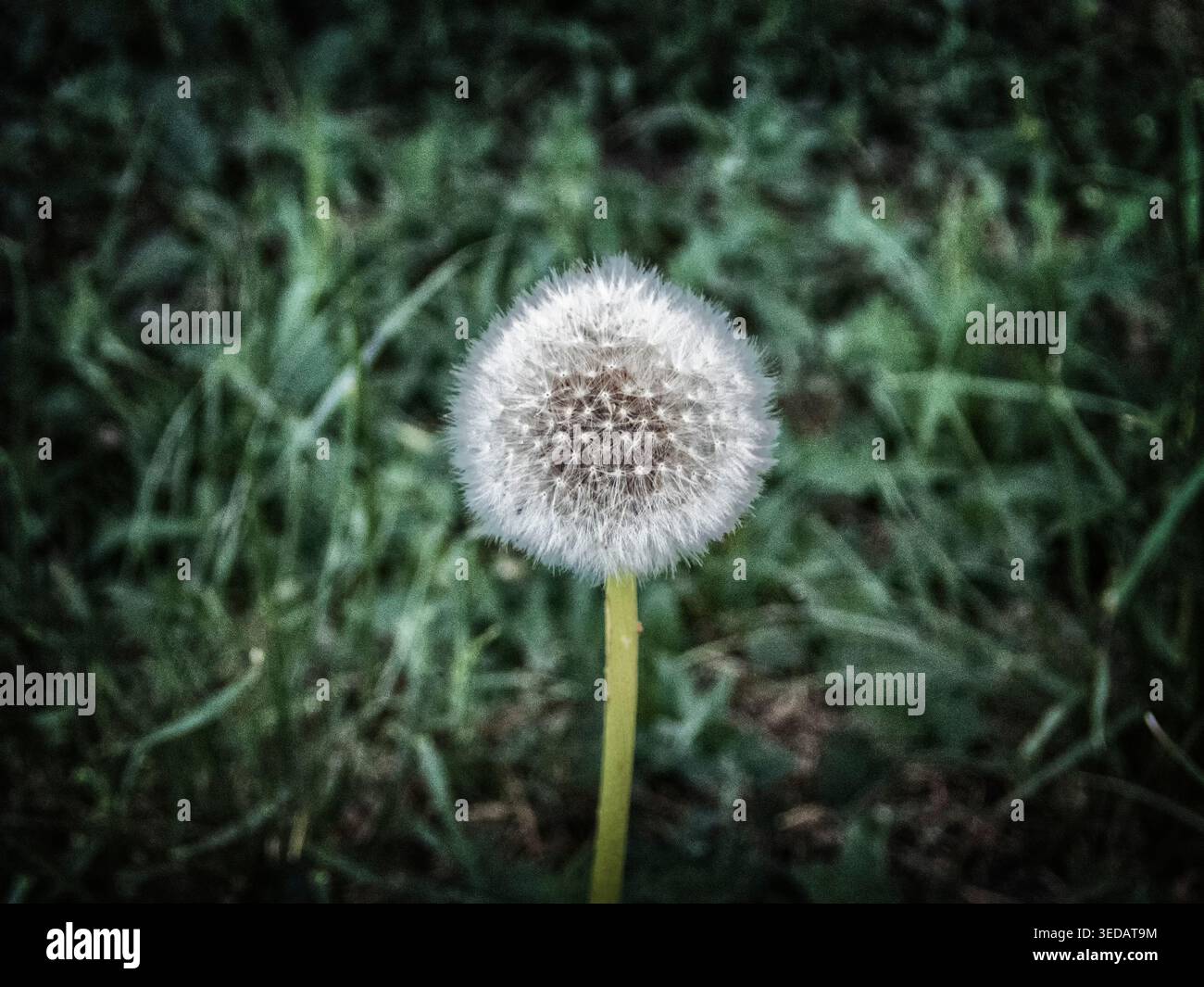 Dente di leone dai toni scuri per la decorazione e la pubblicazione Foto Stock