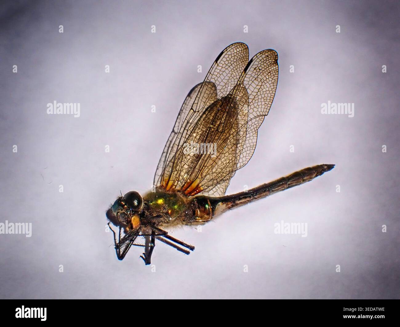 Spuntino secco con libellule per mangiare e bere Foto Stock