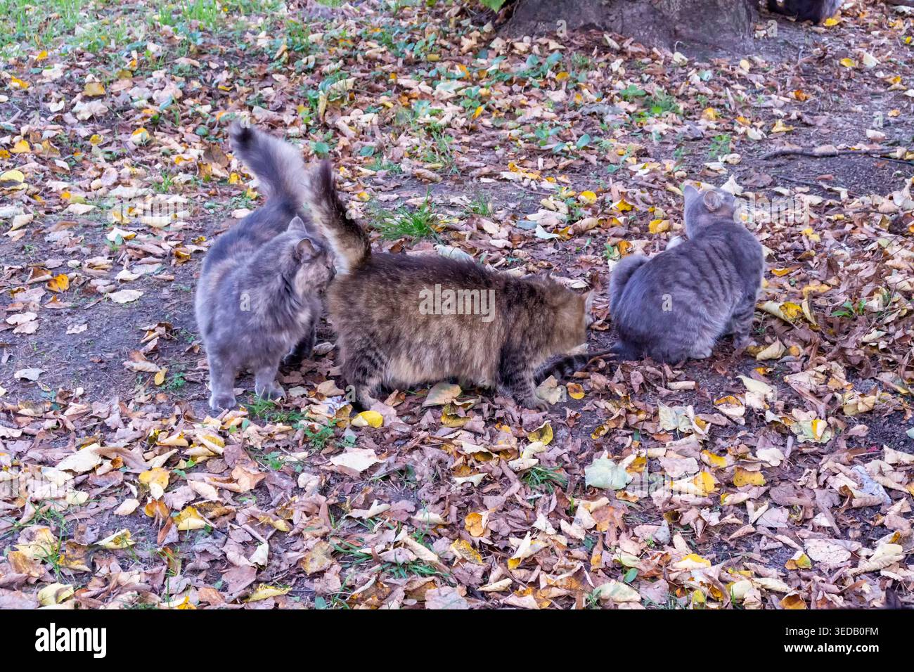 Tre gatti sniffano le loro code paesaggio divertente per le riviste Foto Stock