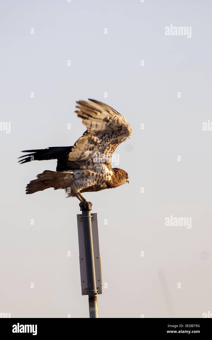 Aquila di serpente a punta corta (Circaetus gallicus). arroccato su un palo con ali spalmate contro un cielo limpido, un raptor agile pronto per il decollo, symboli Foto Stock