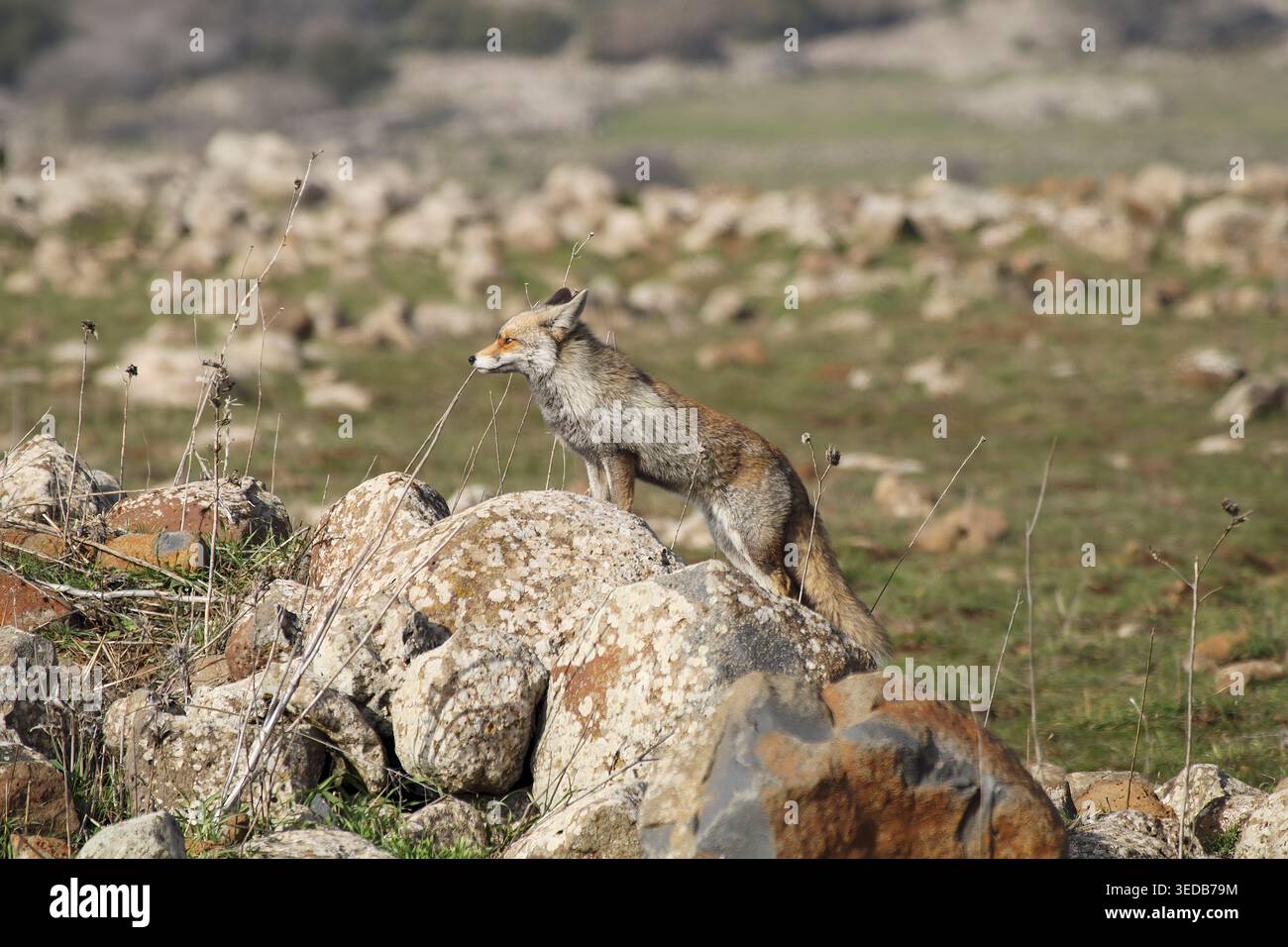 Volpe rossa selvatica in piedi su rocce ricoperte di licheni, osservando i dintorni con attenzione e dimostrando istinti predatori naturali in un ambiente asciutto e scarso Foto Stock