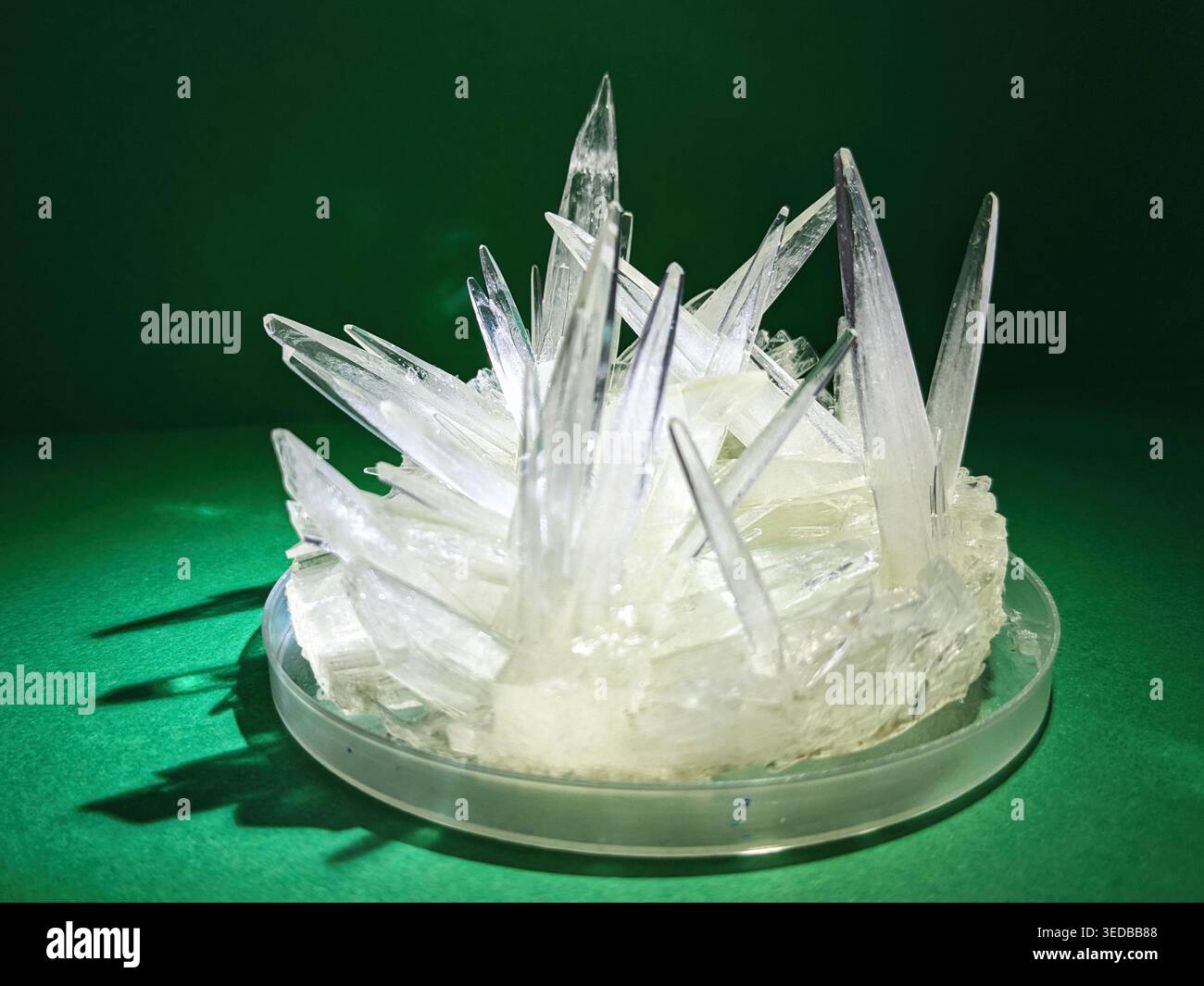 Cristalli nitidi e traslucidi crescono in un gruppo su una piastra Petri, mostrando motivi geometrici intricati e bordi taglienti su uno sfondo verde scuro Foto Stock