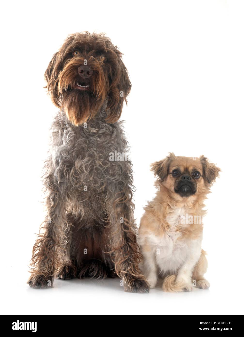 Wirehaired che punta Griffon e spaniel tibetano davanti a sfondo bianco Foto Stock