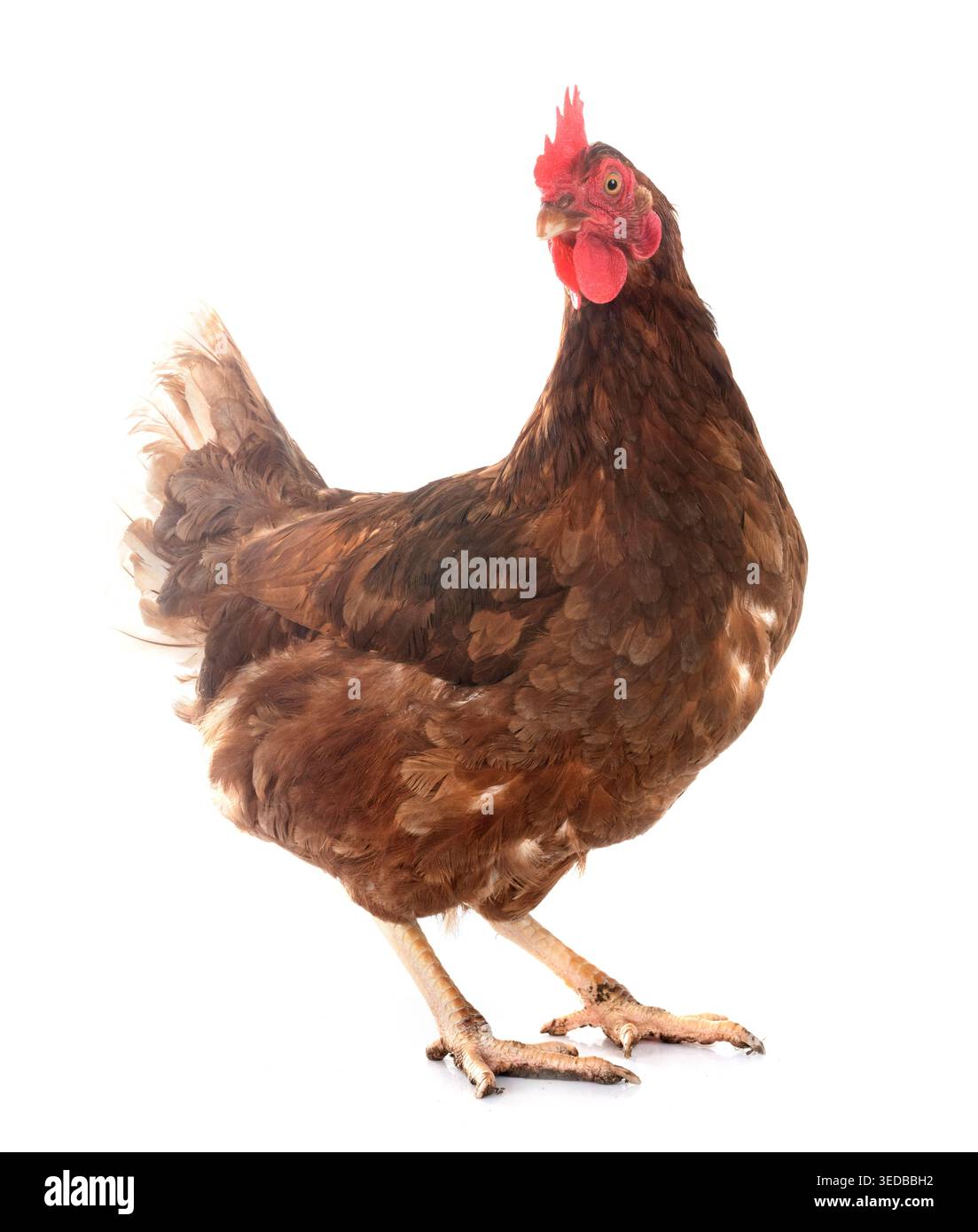 far rosolare il pollo di fronte allo sfondo bianco Foto Stock
