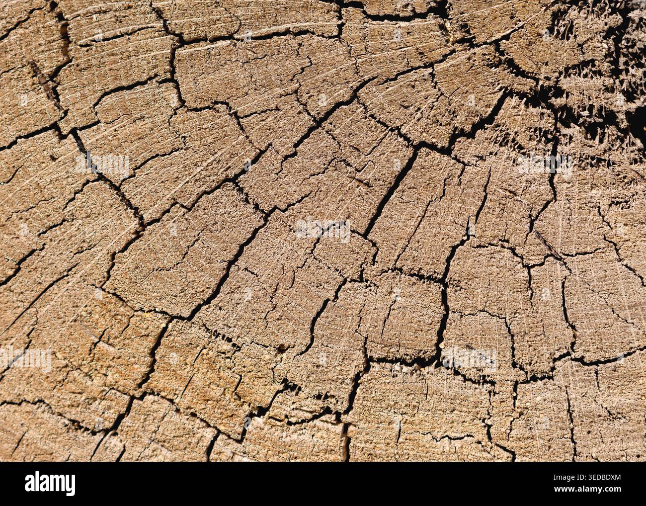 Anelli dell'albero incrinati che rivelano il passaggio del tempo Foto Stock