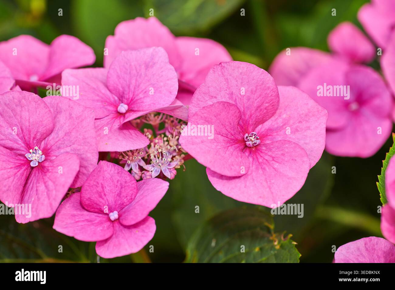 Ambiente, crescita e fiori nelle foreste, fioritura primaverile e sostenibilità. Vuoto, all'aperto e piante in legno, petali o stagione floreale con Foto Stock