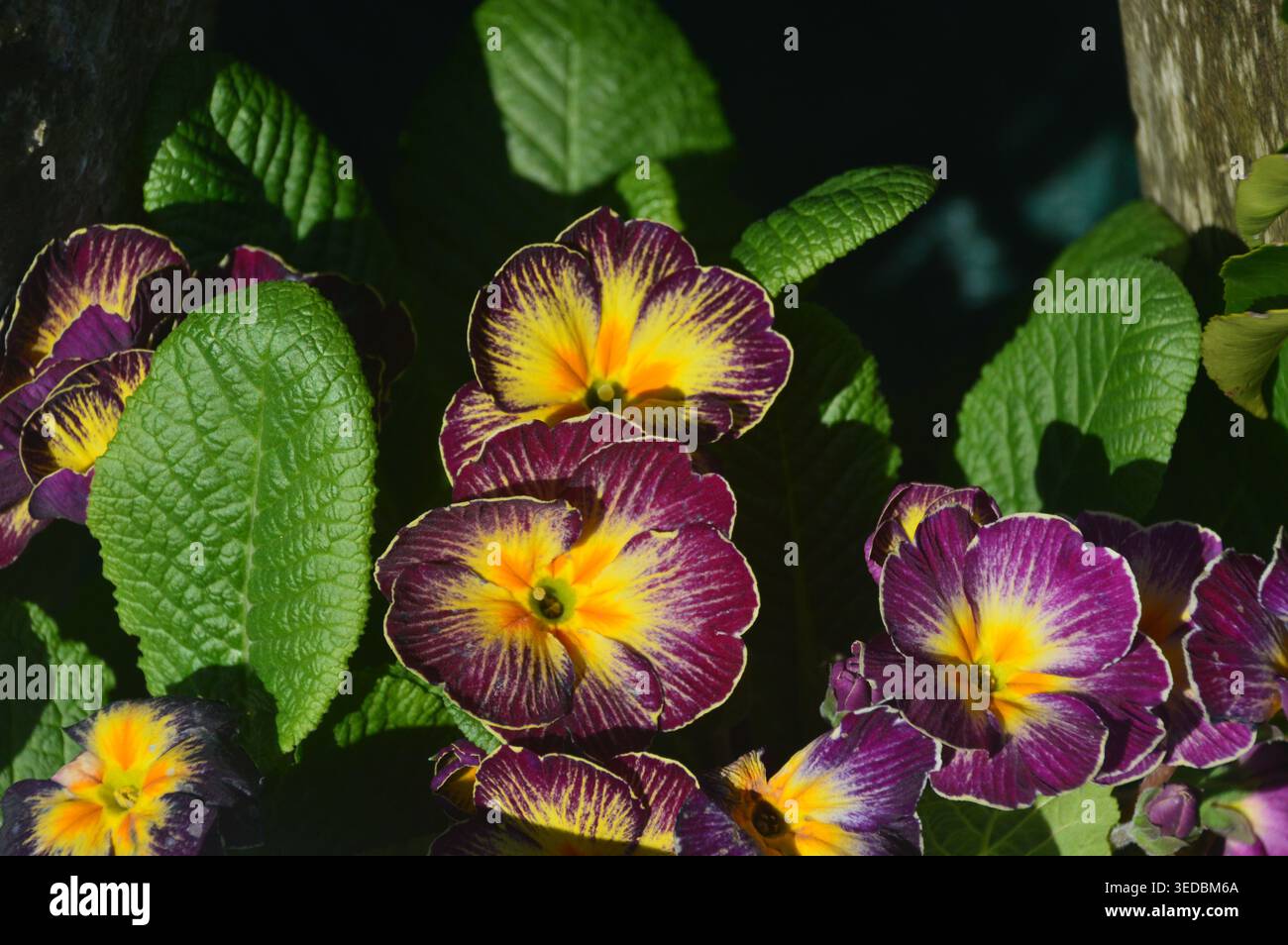 Viola/giallo Primula Vulgaris "Starflame Antique Shades" (Primrose) coltivato al confine presso RHS Garden Harlow Carr, Harrogate, Yorkshire. Inghilterra, Regno Unito Foto Stock