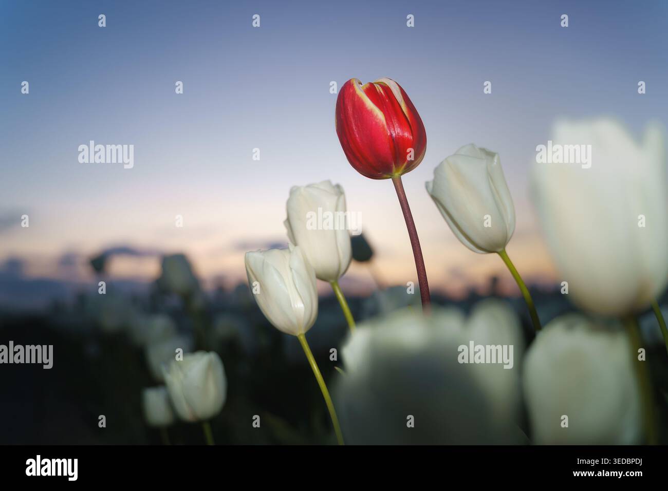 Un singolo tulipano rosso si distingue contro un campo di fiori bianchi al crepuscolo, creando un sorprendente contrasto visivo. Foto Stock