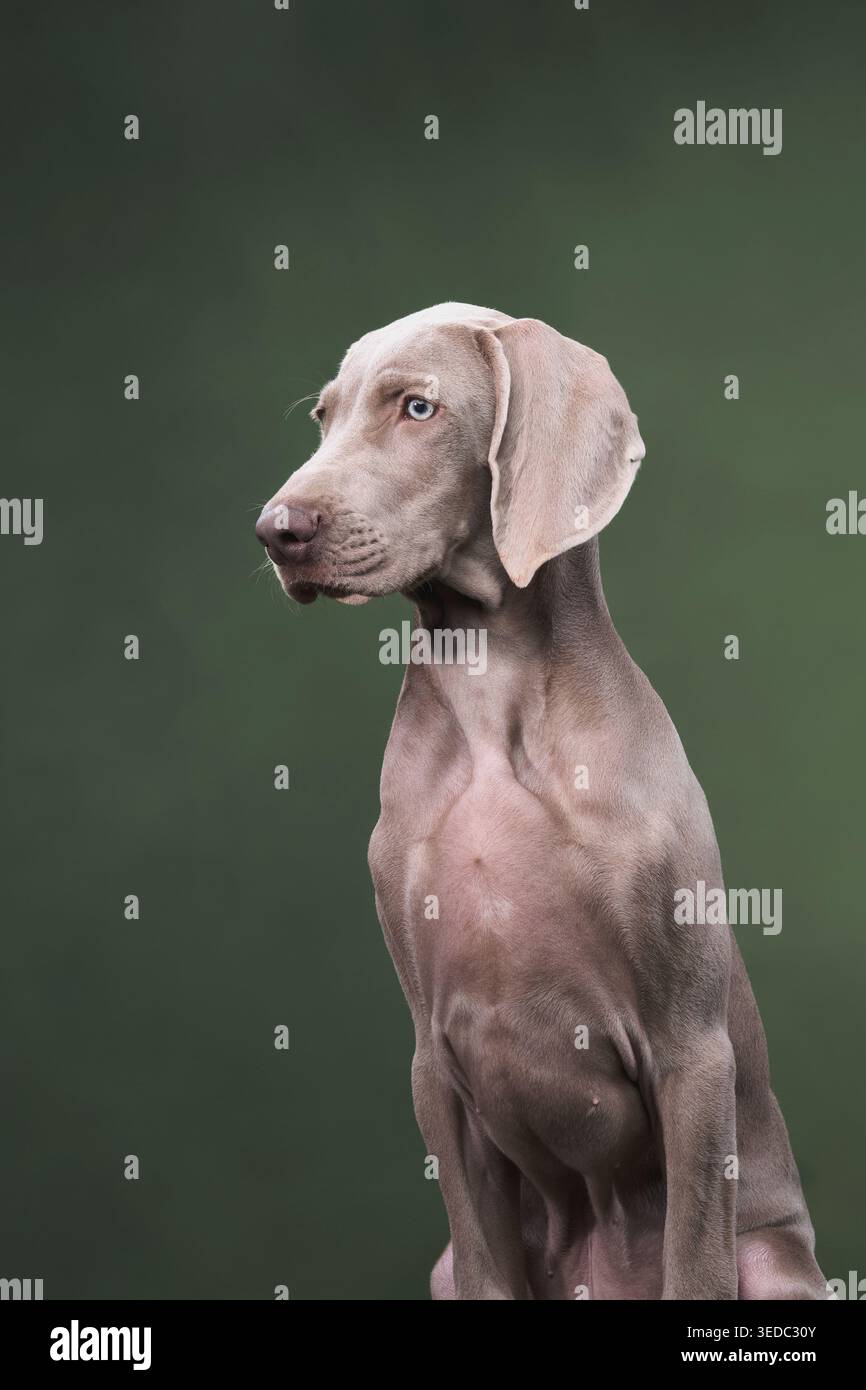 Il cucciolo si siede con la testa leggermente girata, guardando fuori dalla cornice. Lo sfondo verde intenso e il rivestimento argentato creano un contrasto tranquillo. Foto Stock