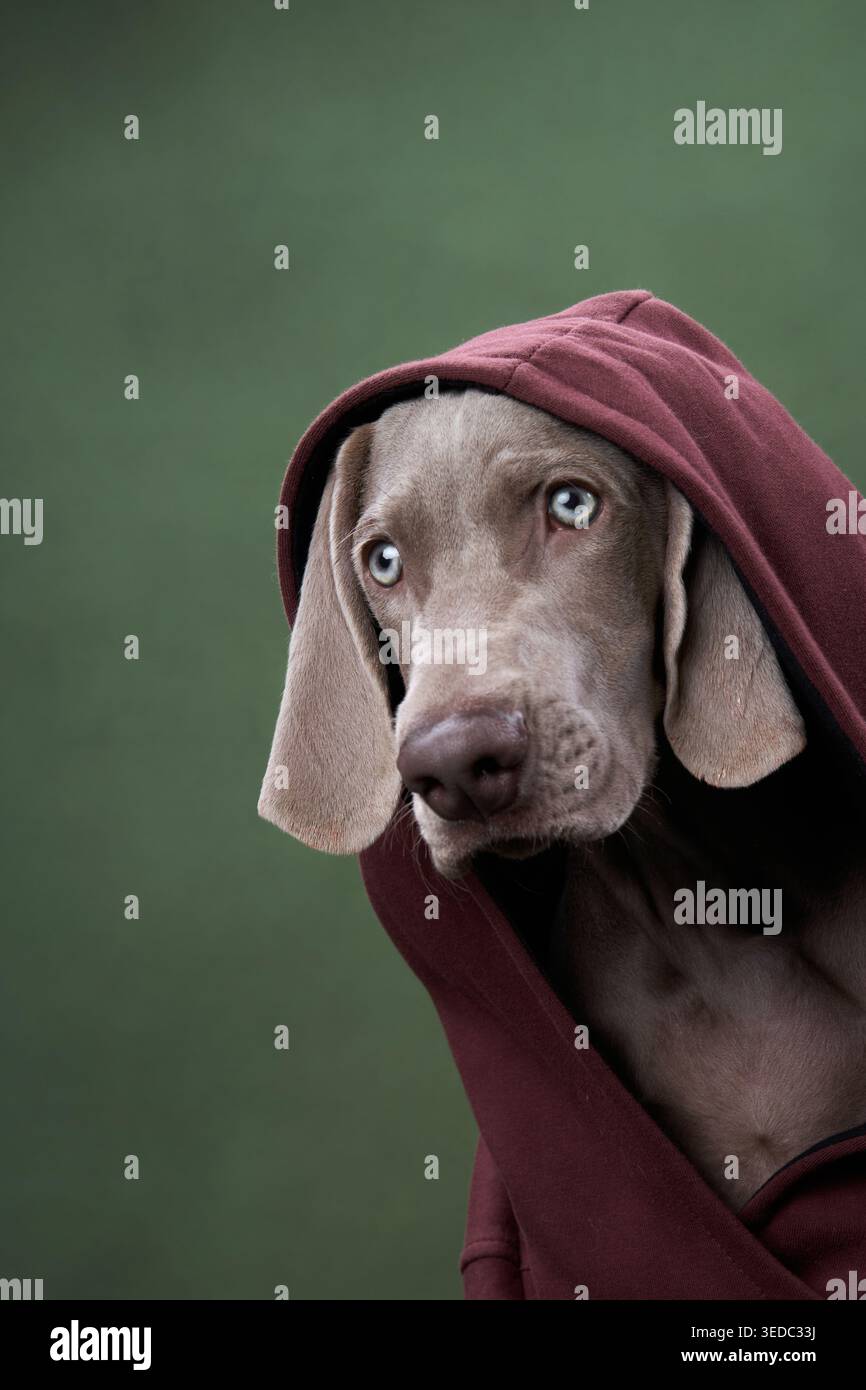 Indossando una felpa con cappuccio rossa, il cucciolo si affaccia in avanti con un'espressione calma. Lo sfondo scuro aumenta il contrasto. Foto Stock