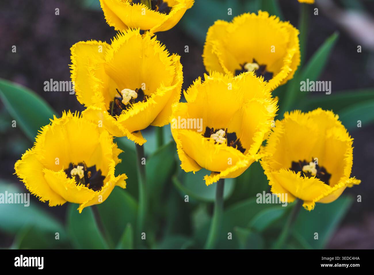 Bellissimi tulipani gialli, spesso chiamati tulipani doppi o peonici, in una giornata di primavera assolata Foto Stock