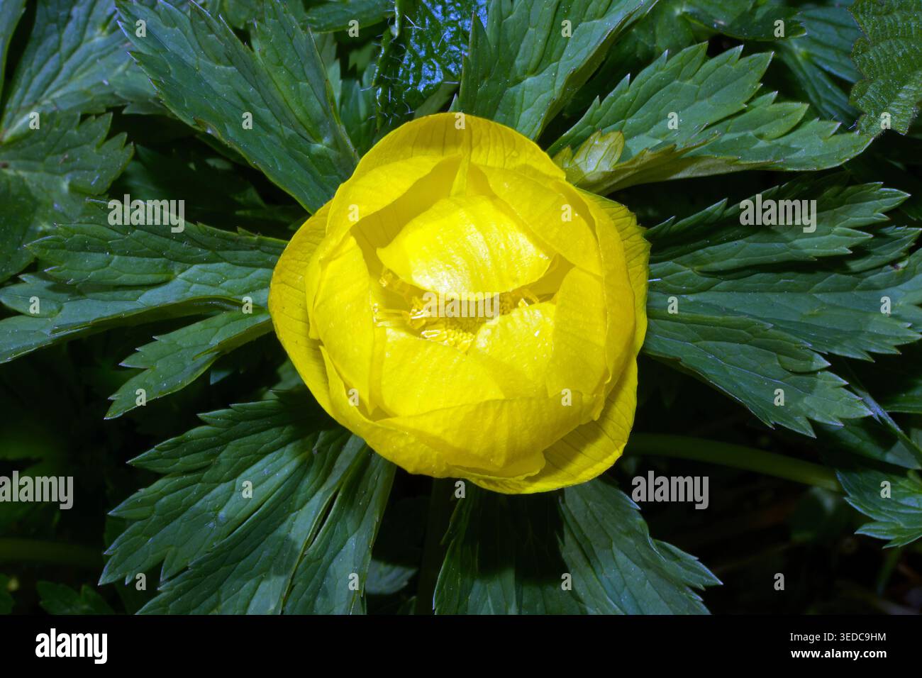 Trollius europaeus (fiore del globo) è originario dell'Europa e dell'Asia occidentale. Cresce in terreni umidi in aree ombreggiate, spesso in zone montane. Foto Stock