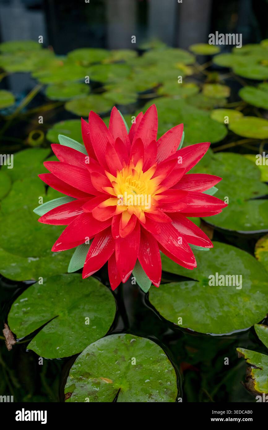 Laghetto di Lily a Chiang mai in Thailandia Foto Stock