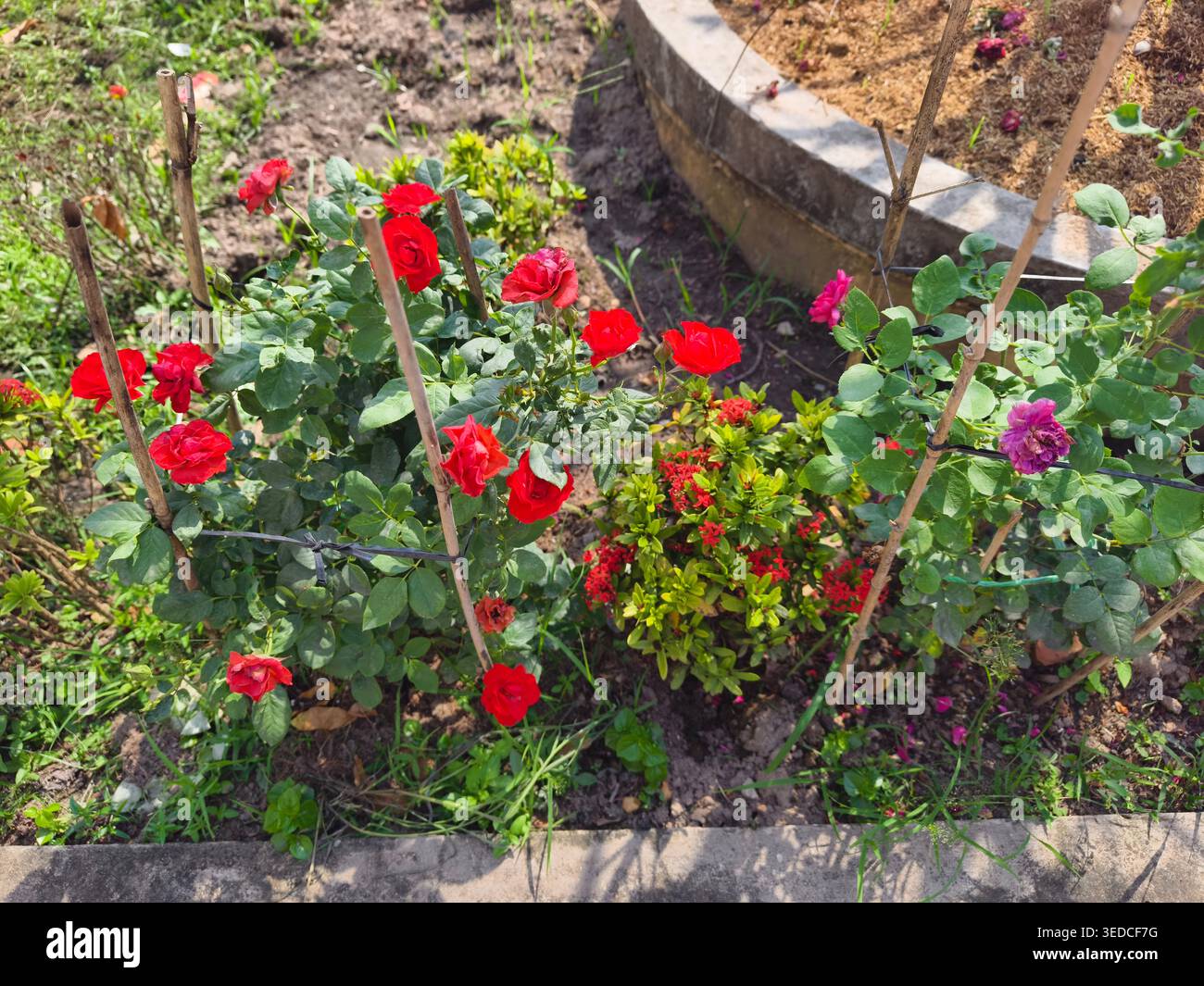 Rosa 'HARM Seville', giardino a CAN Tho, Vietnam Foto Stock
