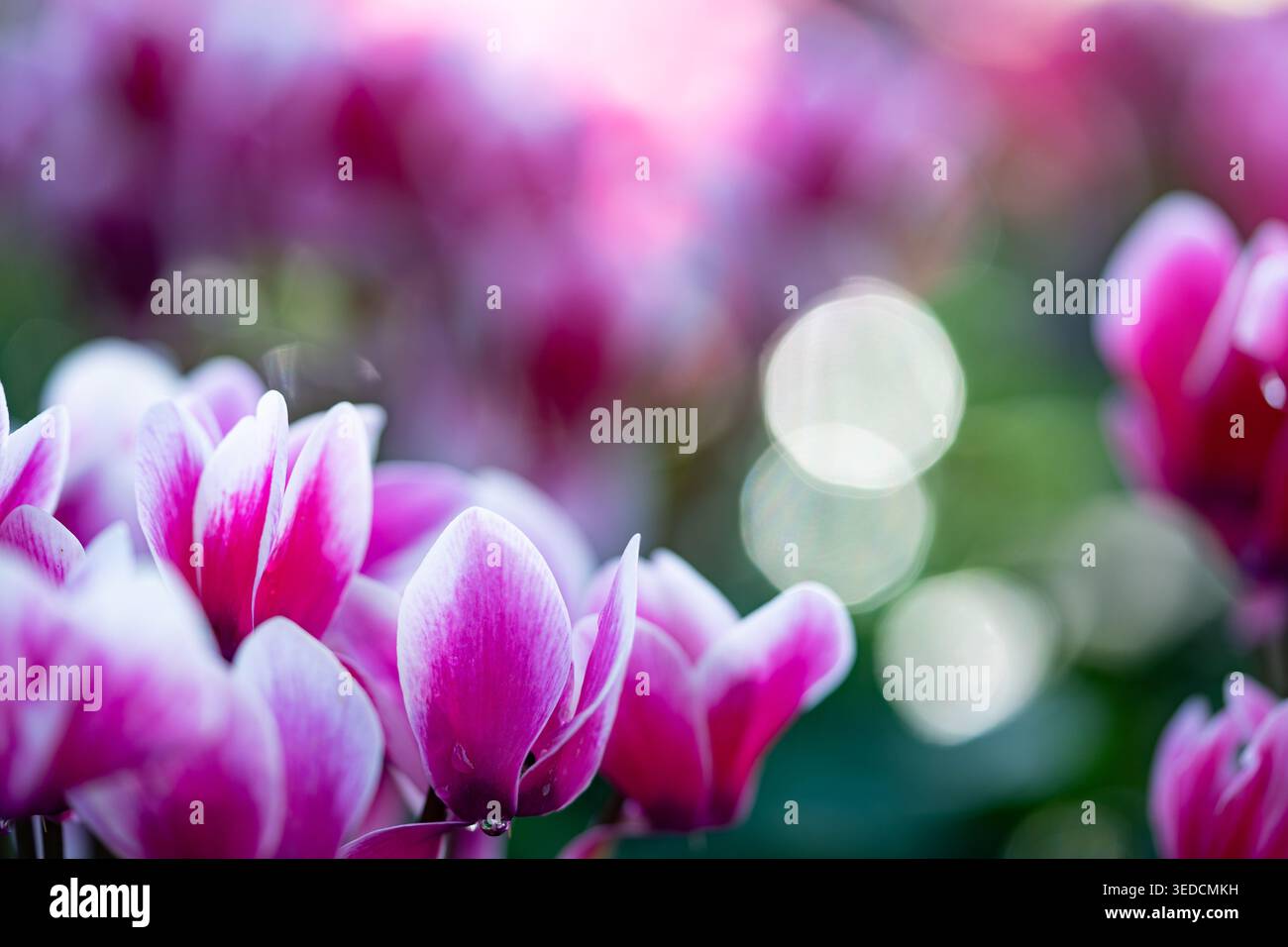 Splendidi fiori rosa e bianco ciclamini che fioriscono con spettacolare bokeh naturale e ampio spazio per le copie per un design creativo. Foto Stock