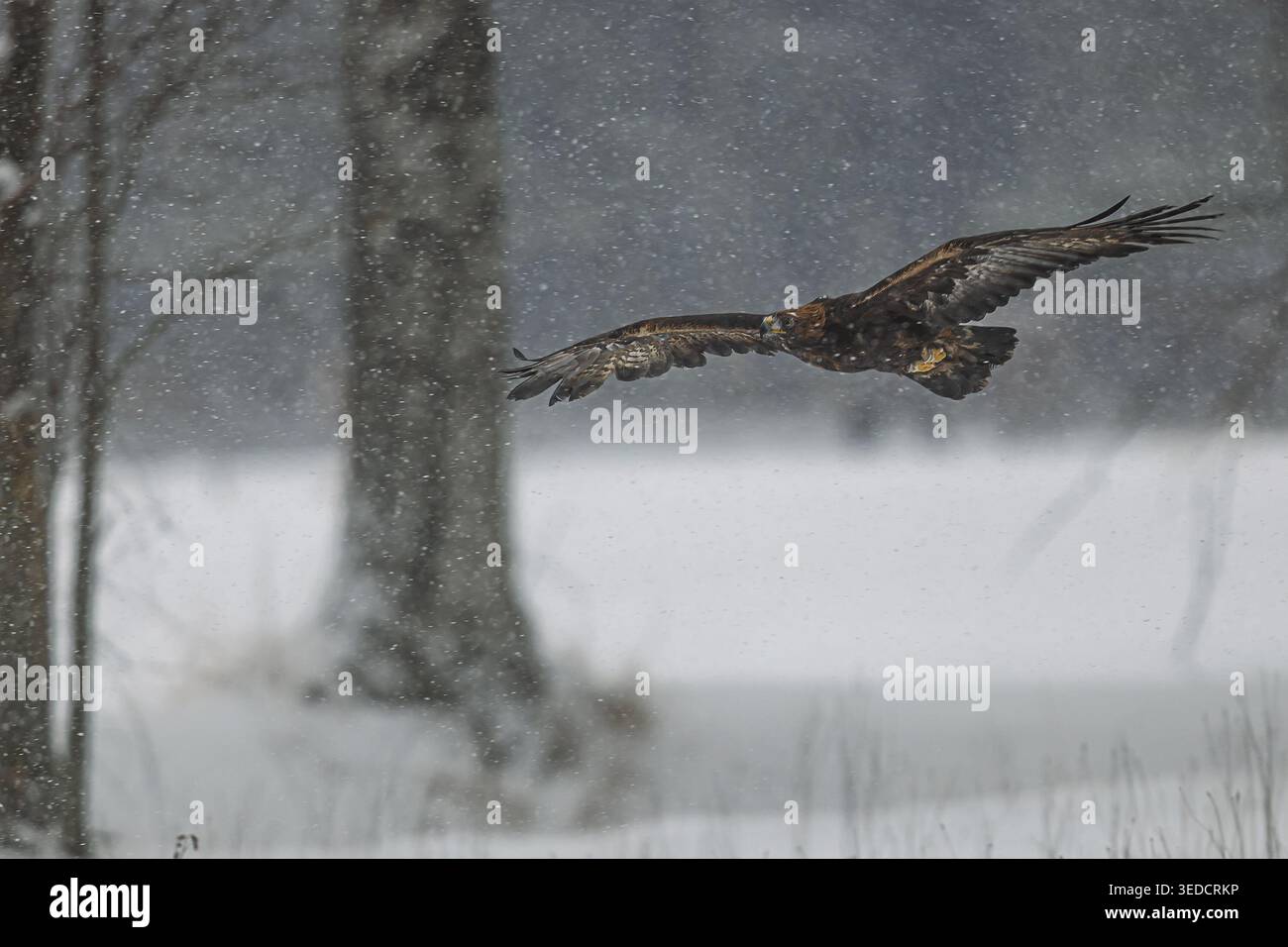 Un'aquila d'oro, Aquila chrysaetos, vola in basso su un paesaggio innevato durante la caduta della neve. Foto Stock