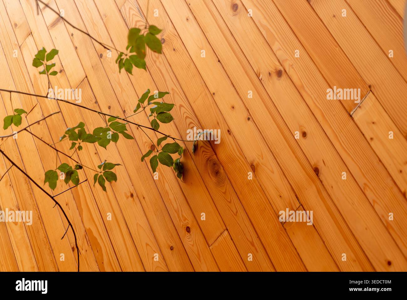 Una calda superficie in legno completata da foglie verdi crea un'atmosfera tranquilla. Perfetto per il design degli interni, i temi della natura e l'estetica accogliente. Foto Stock