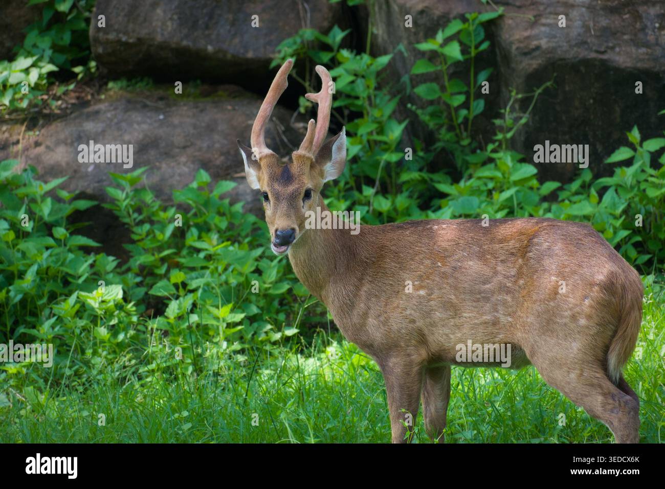 Colpo all'altezza degli occhi di un giovane cervo maschio (buck) con palchi in velluto, in piedi in erba verde. Foto Stock