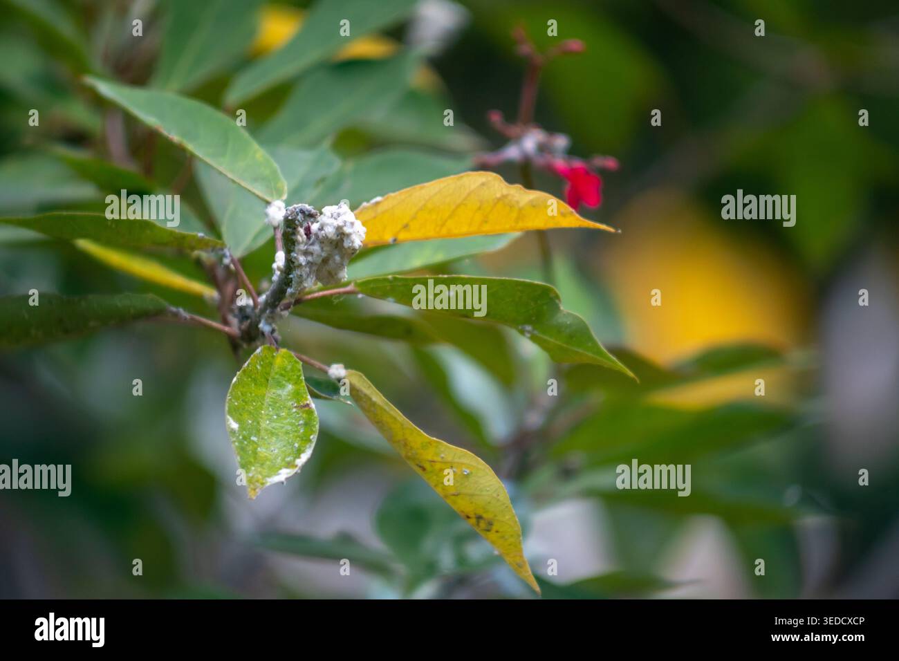 Un dettagliato primo piano di foglie verdi che mostrano insetti e colori vivaci. Perfetta per gli amanti della natura, questa immagine mette in risalto la bellezza dell'aria aperta Foto Stock