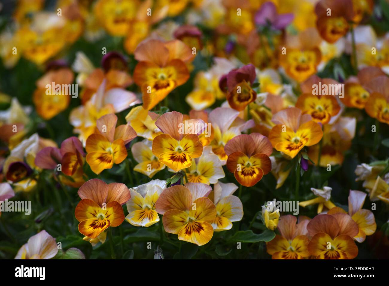 brown ha dato il benvenuto a Pansy con la sua profusione di Blooms Foto Stock