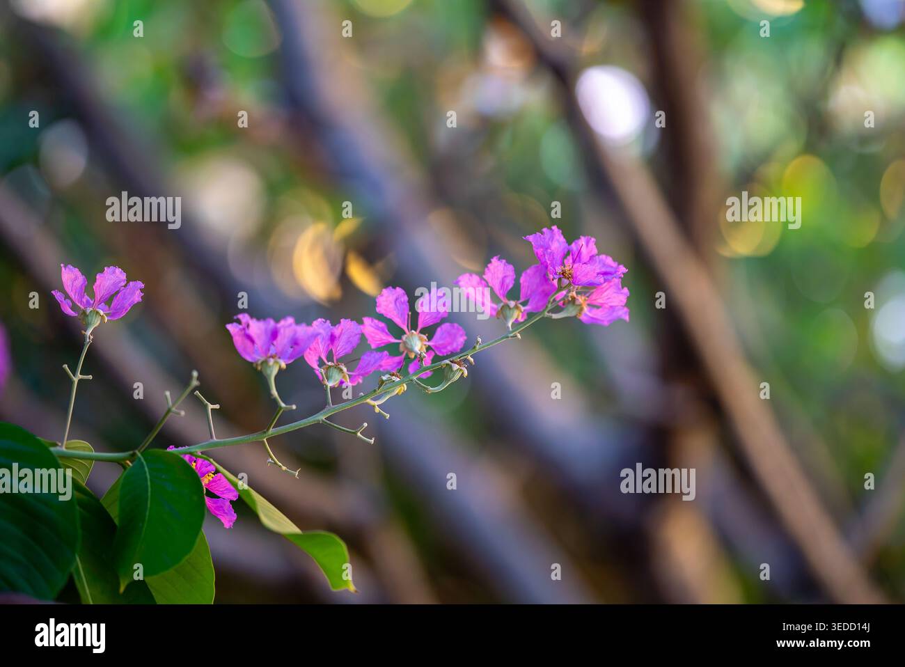 Un incredibile primo piano di eleganti fiori viola su sfondo verde sfocato, catturando la bellezza della natura con colori vivaci. L'immagine perfetta f Foto Stock