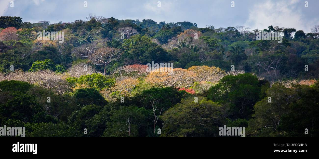 Vista panoramica della foresta pluviale sul lato est del Rio Chagres nel parco nazionale di Soberania, Repubblica di Panama, America centrale Foto Stock
