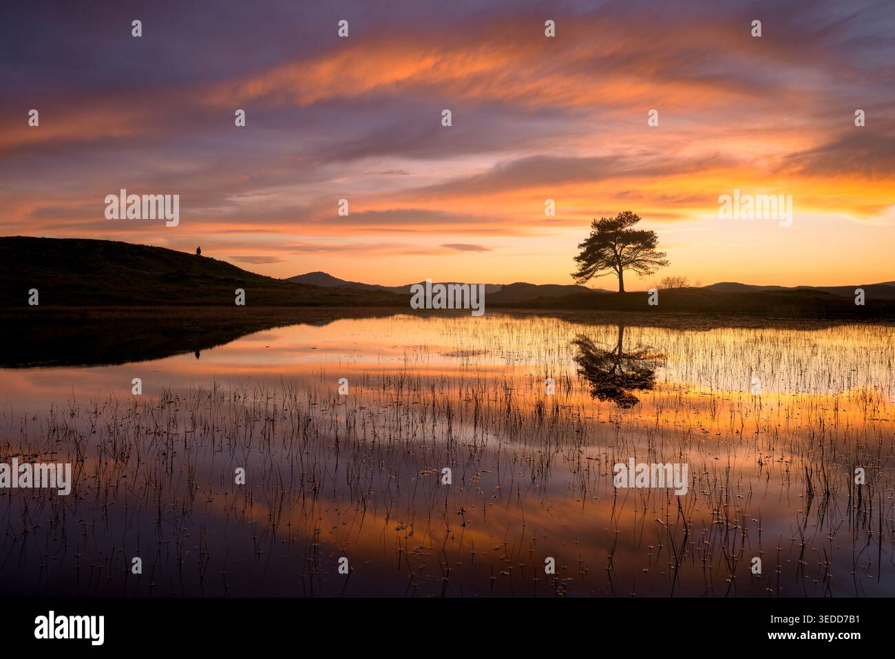 Splendido tramonto ardente con spettacolari nuvole e un albero solitario che si riflette in acque calme al Kelly Hall Tarn, vicino a Coniston nel Lake District, Inghilterra. Foto Stock