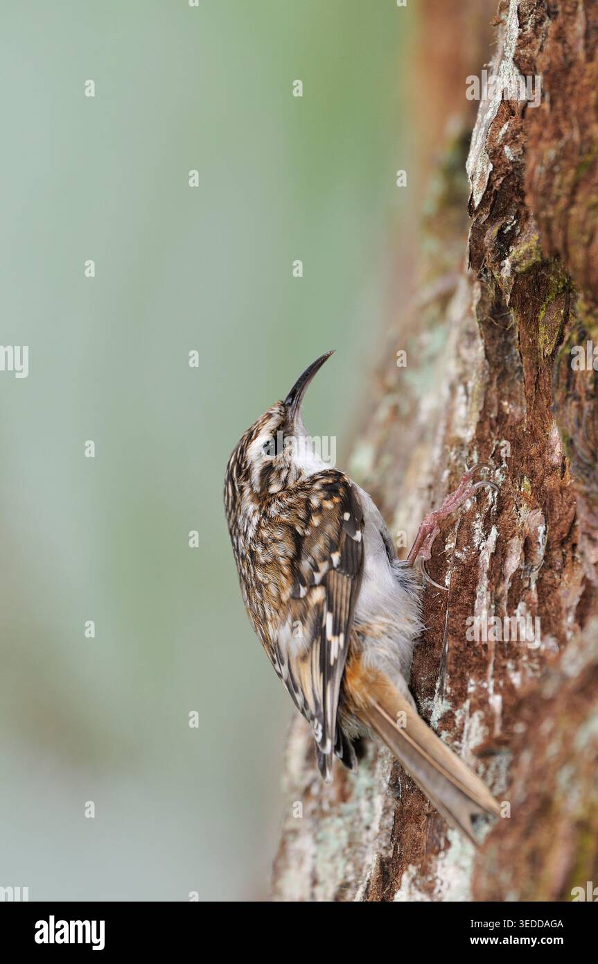 Treecreeper (Certhia familiaris) arroccato sul tronco di sequoia, Inverness-shire, Scozia, maggio Foto Stock