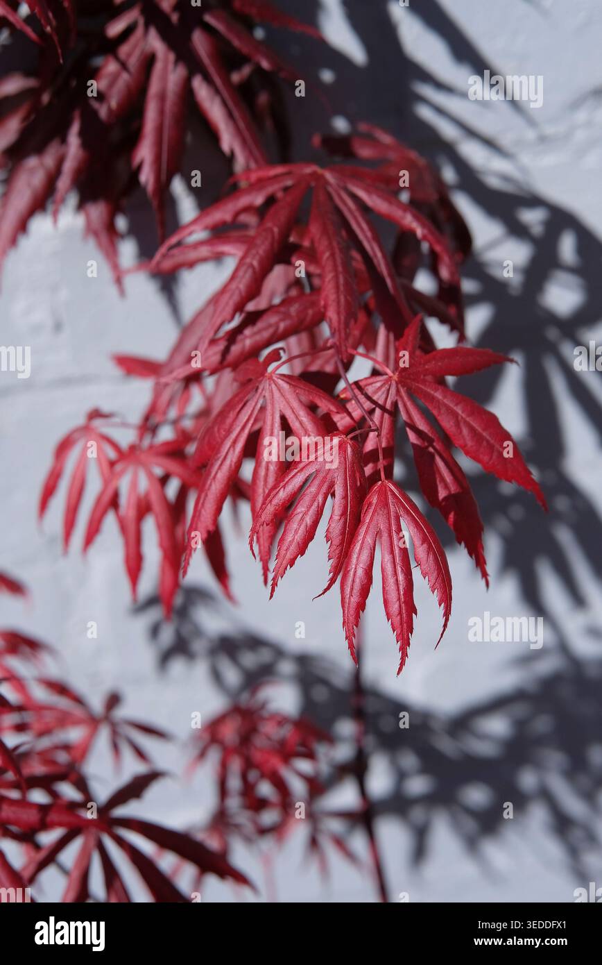 pianta rossa giapponese acer su sfondo grigio dipinto a parete, norfolk, inghilterra Foto Stock