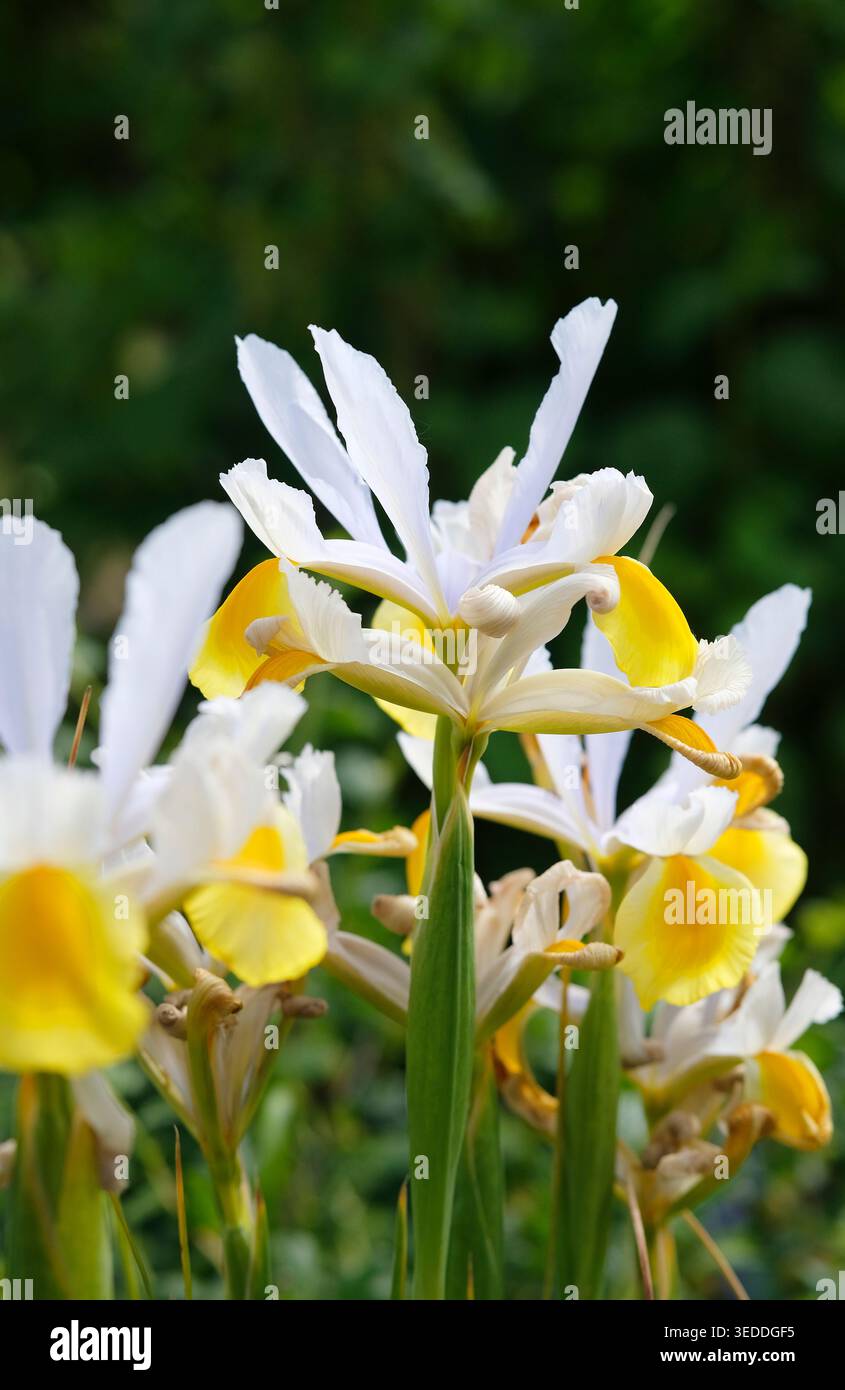 Iris olandese apollo fiori in un giardino inglese, norfolk, inghilterra Foto Stock