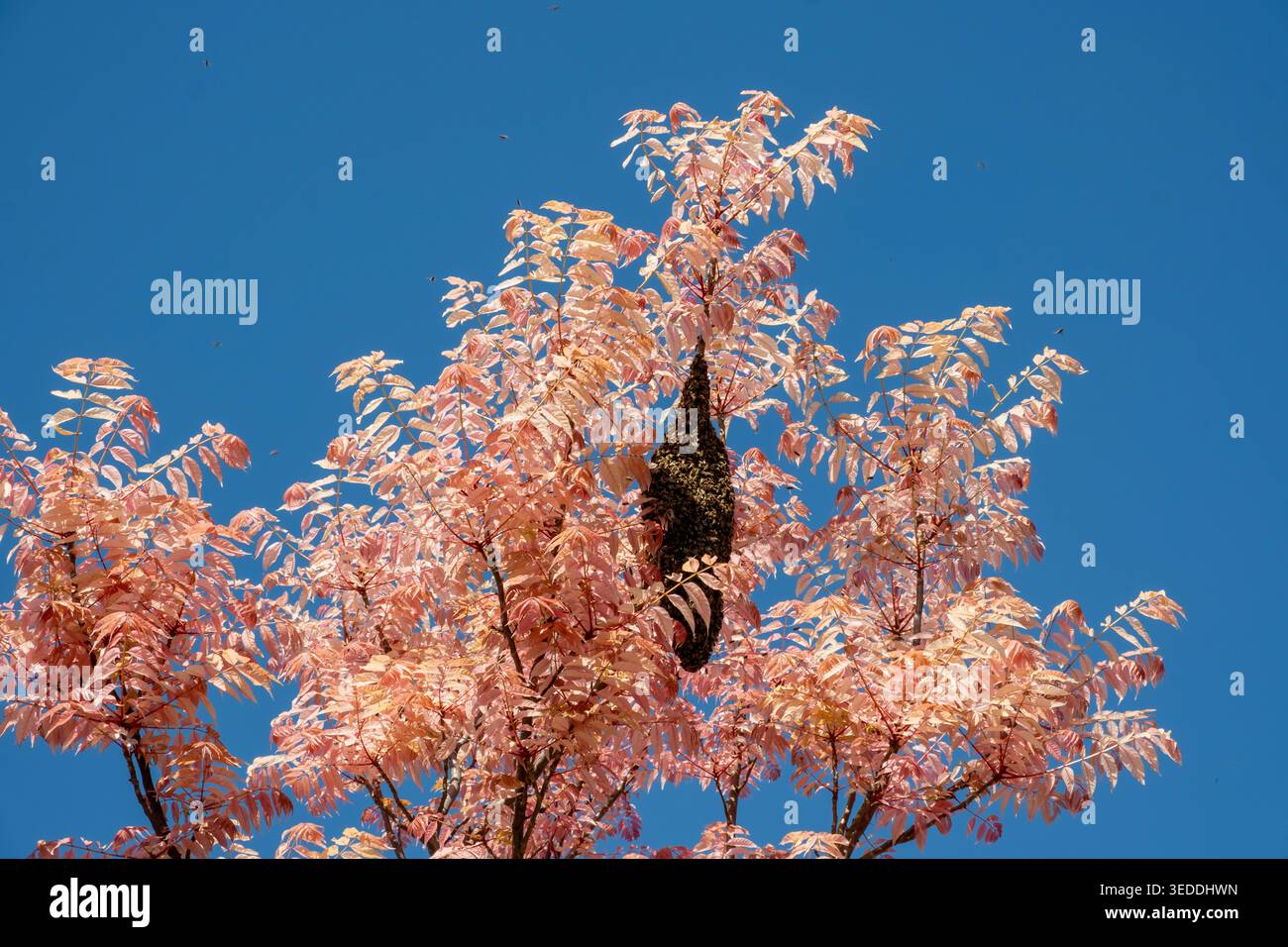 Grande sciame di api mellifere appese su un ramo d'albero. Foto Stock
