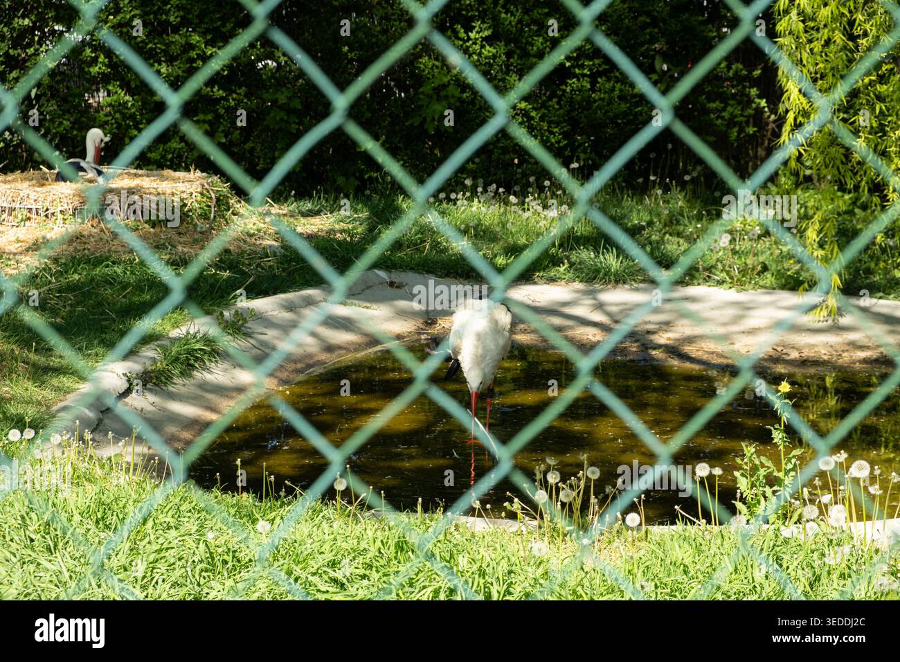 Cicogna bianca tenuta in cattività dietro una recinzione a rete metallica. Foto Stock