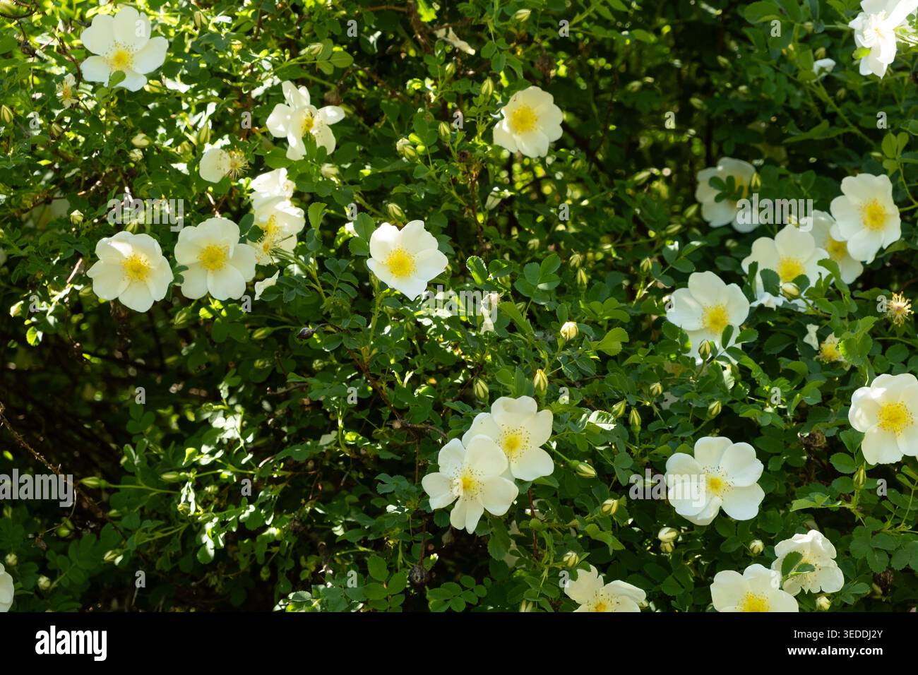 Rosa selvatica bianca che fiorisce nel giardino sotto il sole luminoso. Foto Stock