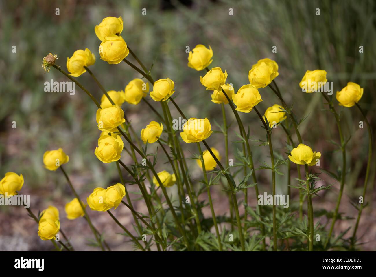 Ranunculaceae TROLLIUS EUROPAEUS globeflower europe kaukasus North america Foto Stock