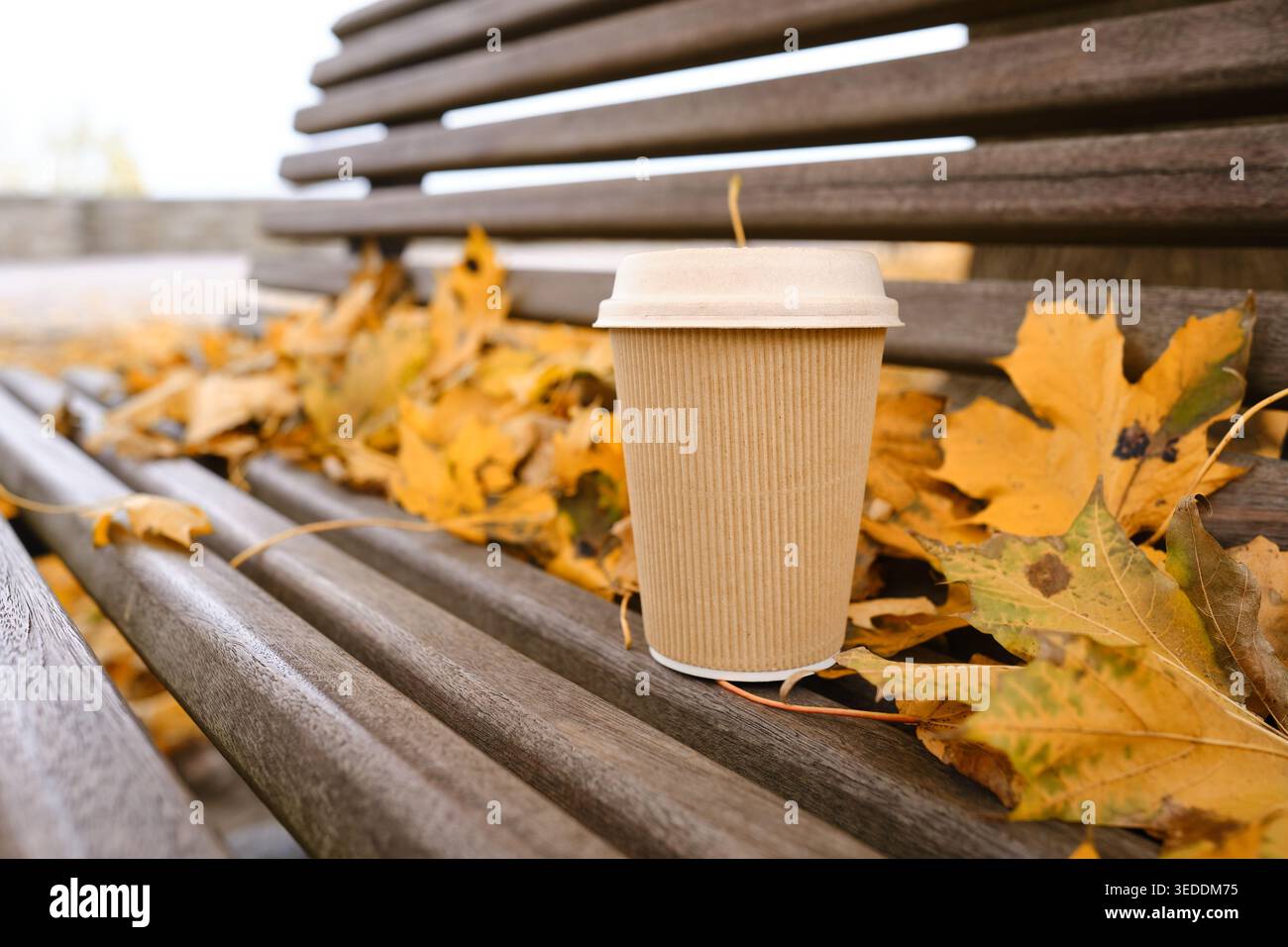 Tazzina da asporto su una panchina in legno del parco ricoperta di foglie d'acero gialle cadute in autunno Foto Stock