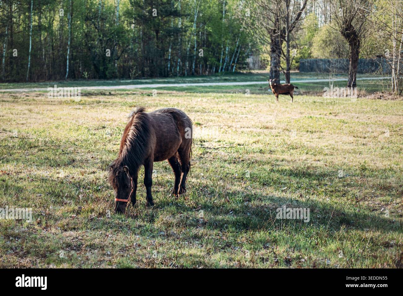 Pony pascolano nei pascoli soleggiati mentre la capra si trova sullo sfondo vicino al bordo della foresta. Agricoltura biologica su piccola scala, gestione sostenibile del bestiame, locale Foto Stock