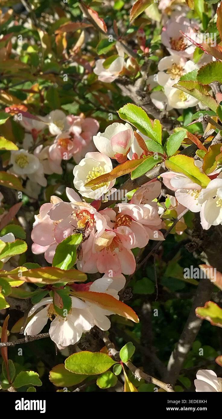 Delicati fiori rosa e bianco con centri gialli su un arbusto fiorito, illuminati dalla luce del sole Foto Stock