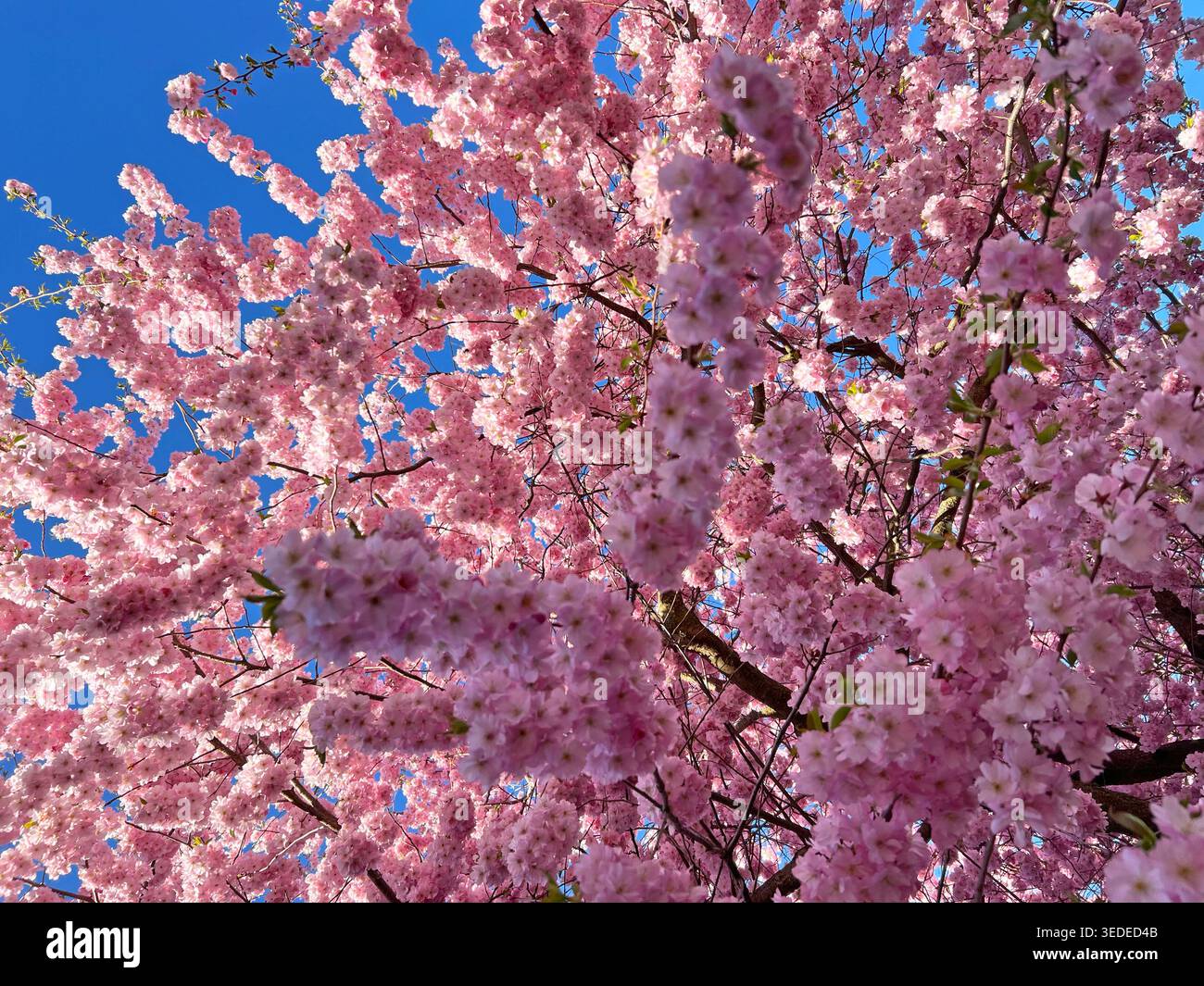 Fiori di ciliegio rosa su rami ornamentali fioriti. Sakura all'inizio della primavera. Foto Stock