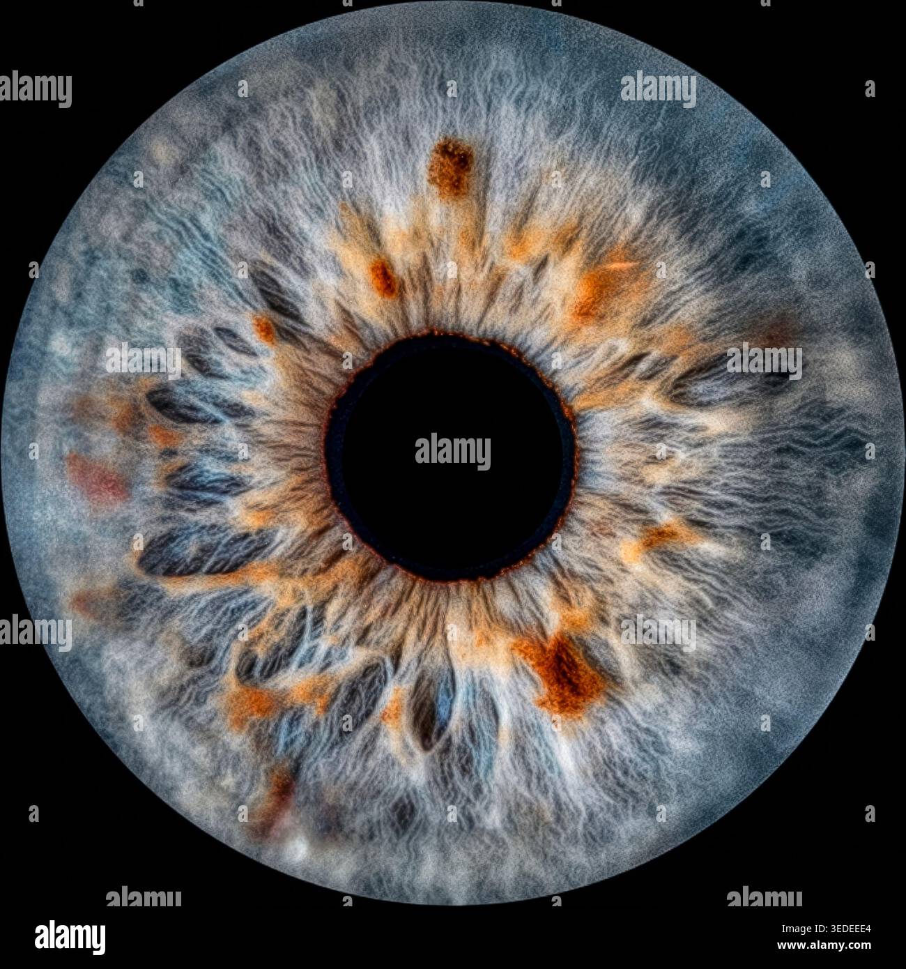 Primo piano dell'iride dell'occhio umano su sfondo nero, macrofotografia Foto Stock