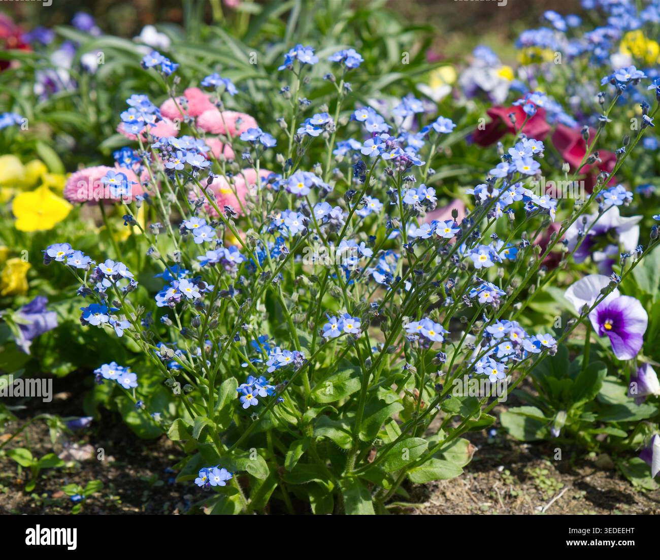 Blu Forget-me-nots (Myosotis) e colorate padelle in un'aiuola primaverile. Foto Stock